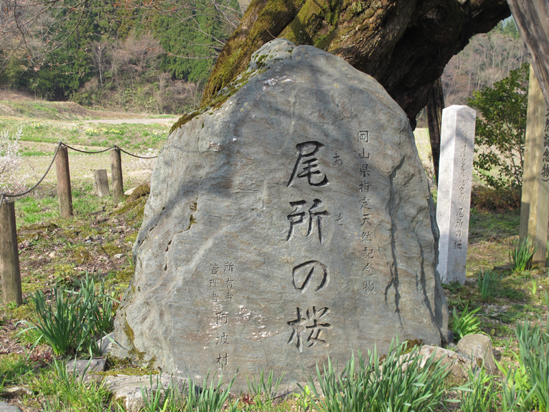 尾所のさくらです。 - 津山瓦版