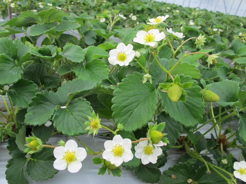 イチゴの花が可愛い 津山瓦版