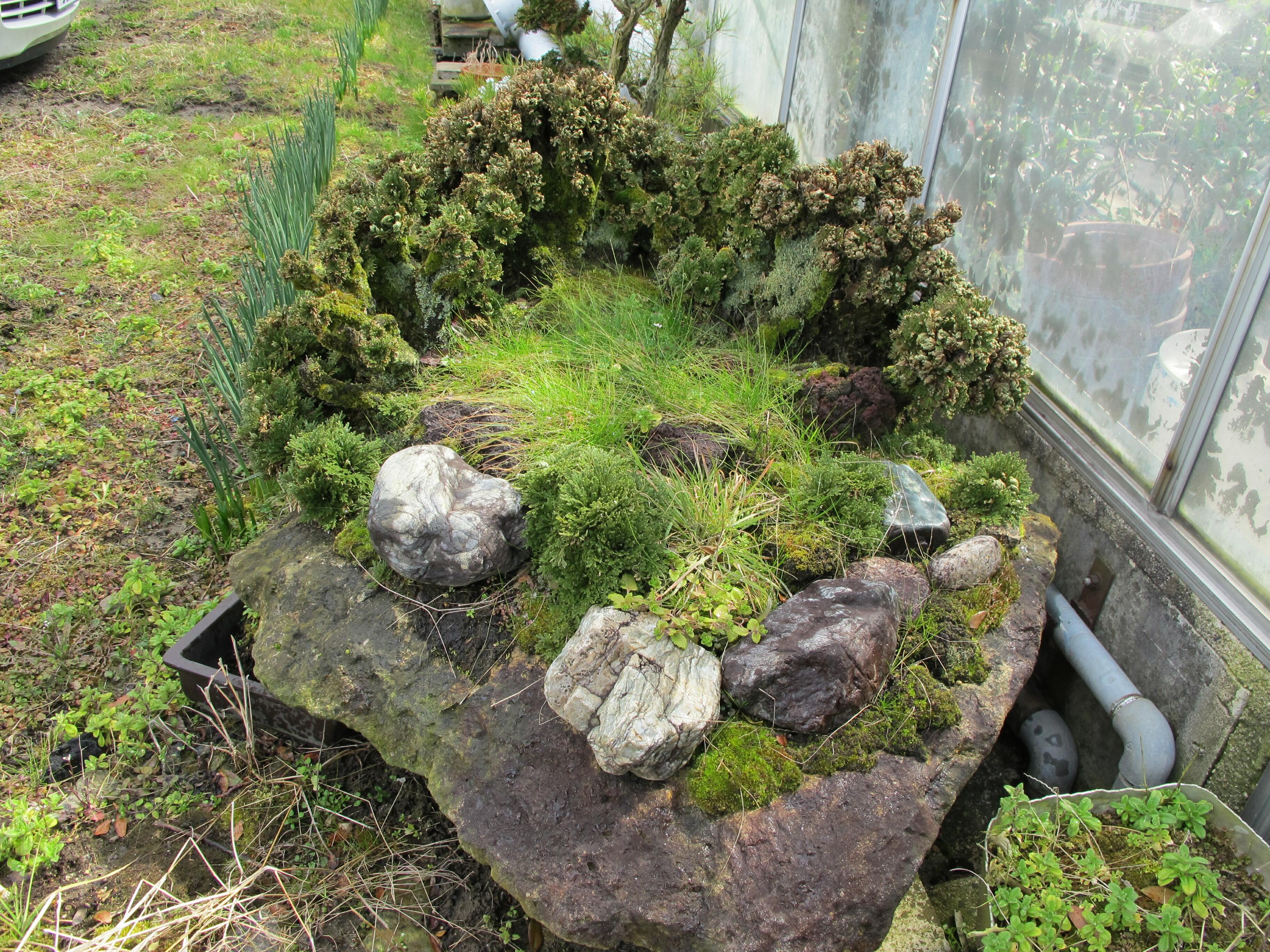 トマトの花が可愛い 鏡野町 津山瓦版