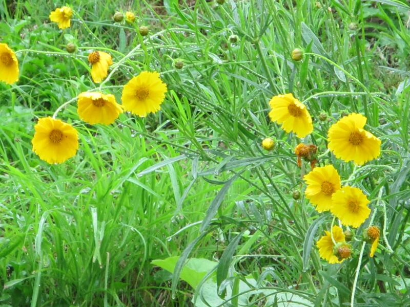 オオキンケイギクは 特定外来生物 です 津山瓦版