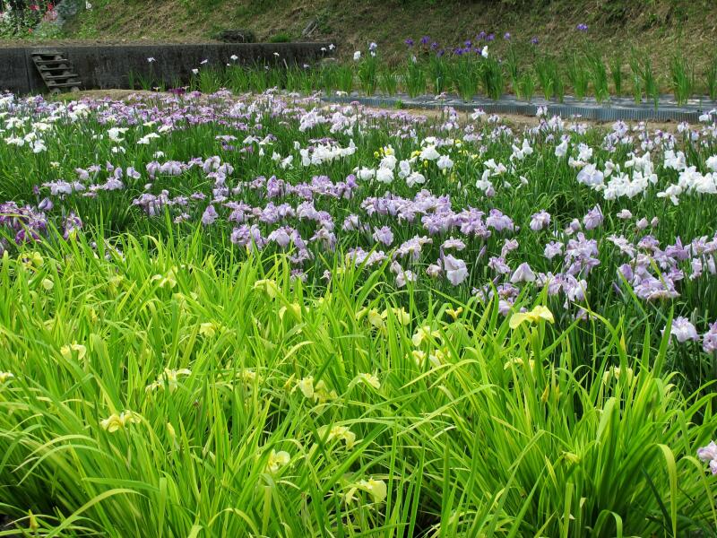 誕生寺 (岡山県久米南町)