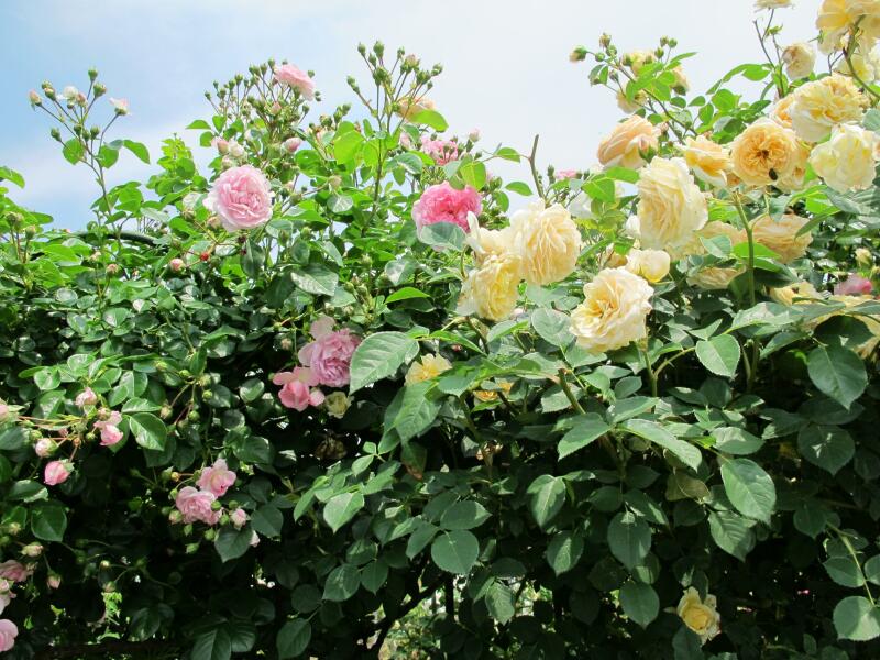 赤堀さん宅のお花畑とバラの花 津山瓦版