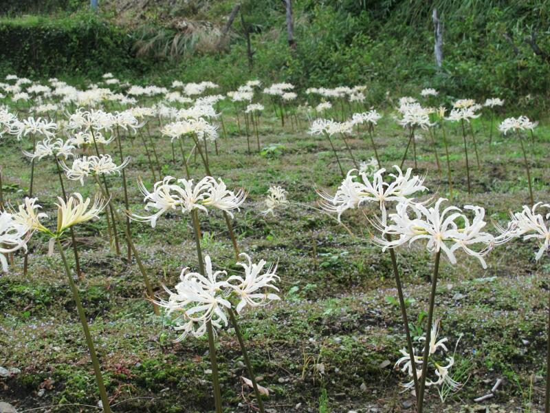 津山瓦版津山市加茂町行重の白い彼岸花