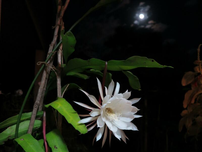 10月に咲いた月下美人の花 津山瓦版