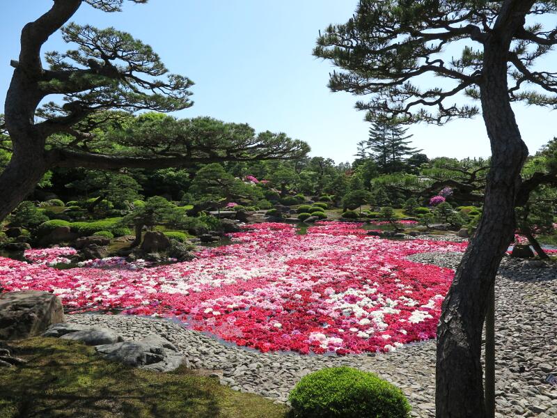 日本庭園 由志園 の3万輪の牡丹の花 津山瓦版