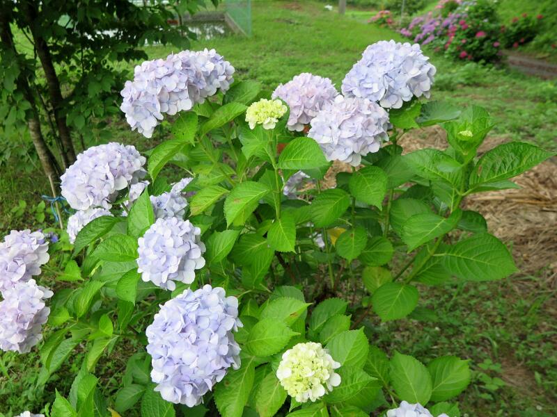 津山市神代のアジサイの花 津山瓦版