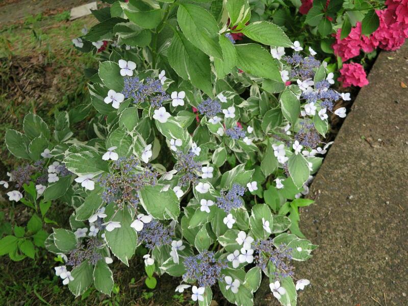 津山市神代のアジサイの花 津山瓦版