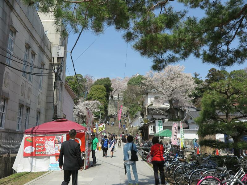 さくら満開4月5日の津山城（鶴山公園） - 津山瓦版