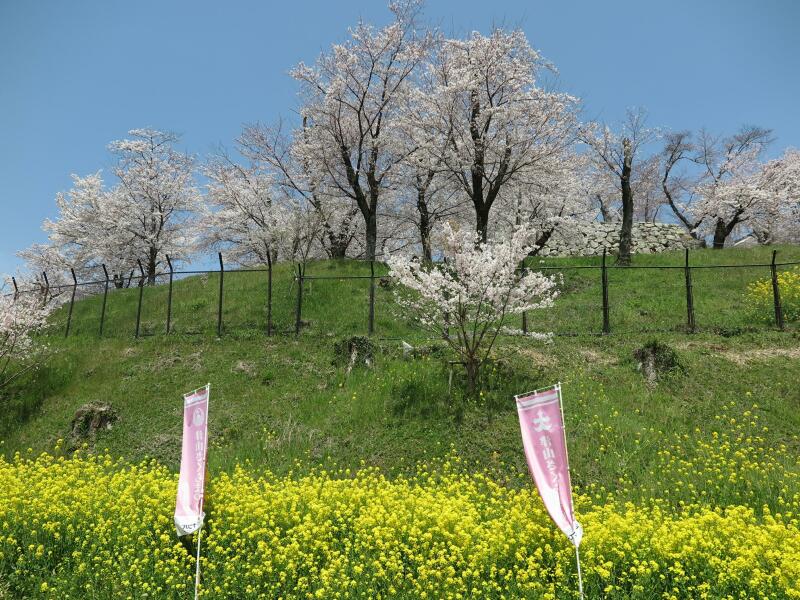 さくら満開4月5日の津山城（鶴山公園） - 津山瓦版