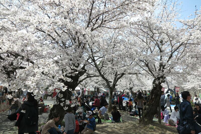 さくら満開4月5日の津山城（鶴山公園） - 津山瓦版