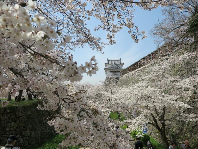 さくら満開4月5日の津山城（鶴山公園） - 津山瓦版