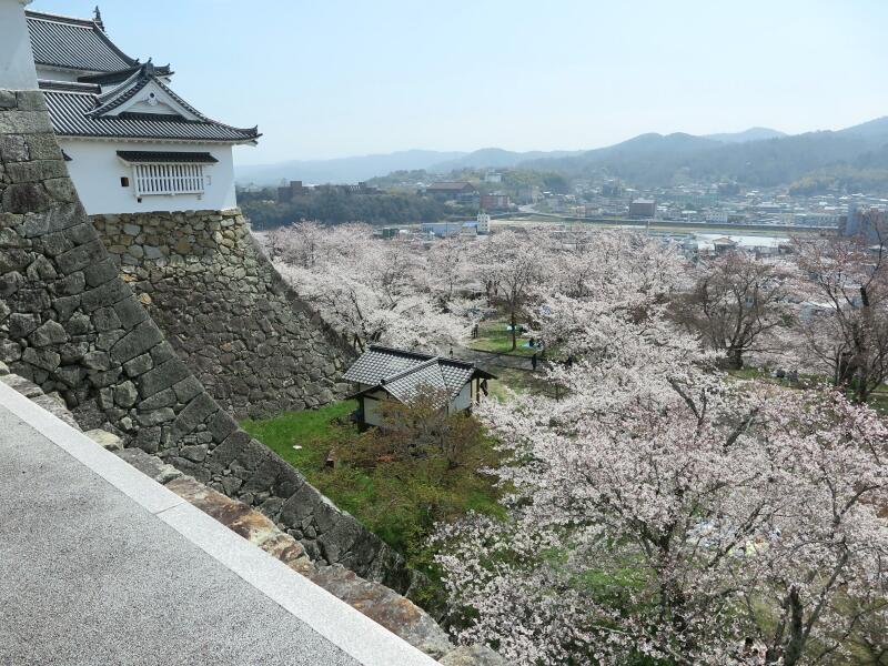 さくら満開4月5日の津山城（鶴山公園） - 津山瓦版
