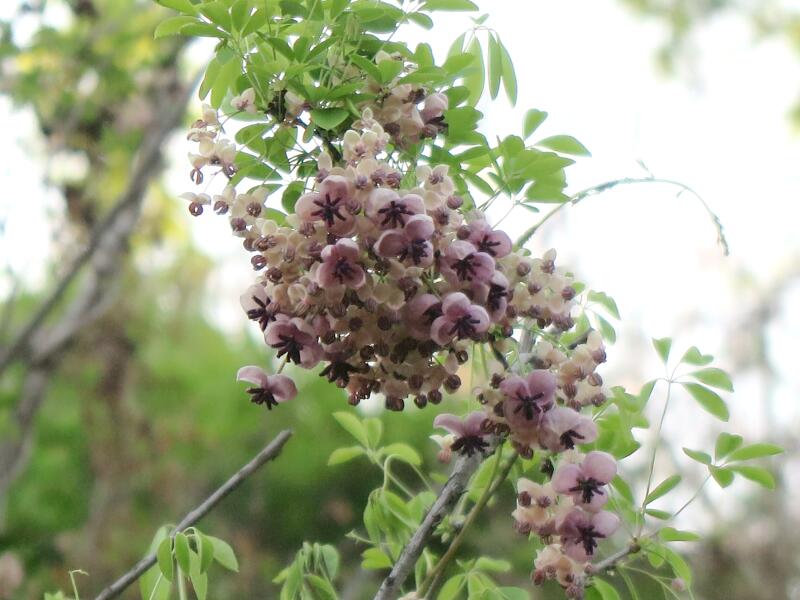 小田中散歩でみつけたアケビの花 津山瓦版