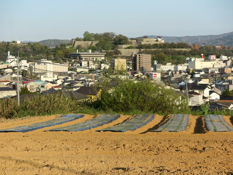 小田中散歩でみつけたアケビの花 津山瓦版