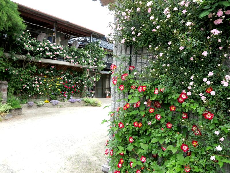 宗平さん宅の壁バラが素晴らしい 津山瓦版