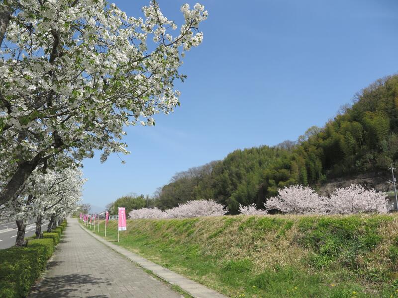 宮川河川敷のさくら並木が満開です 津山瓦版