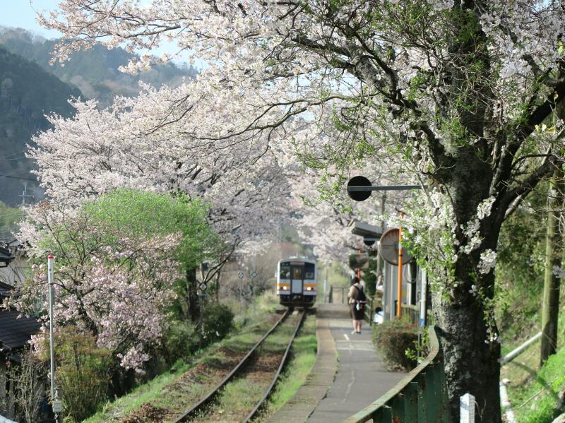 津山瓦版2021年三浦駅満開のさくらのトンネルです。