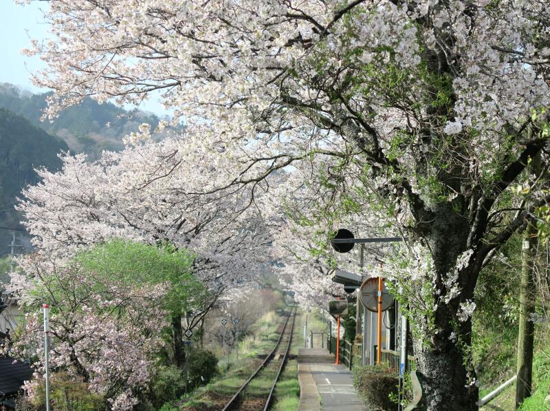津山瓦版2021年三浦駅満開のさくらのトンネルです。