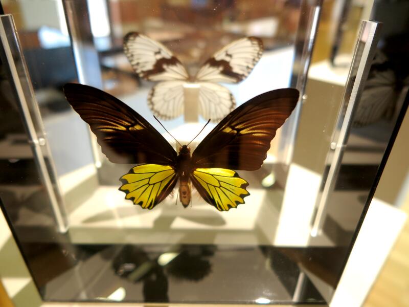 新入荷 極珍‼️ジャワアサギマネシジャノメ‼️ 蝶標本 カブトムシ