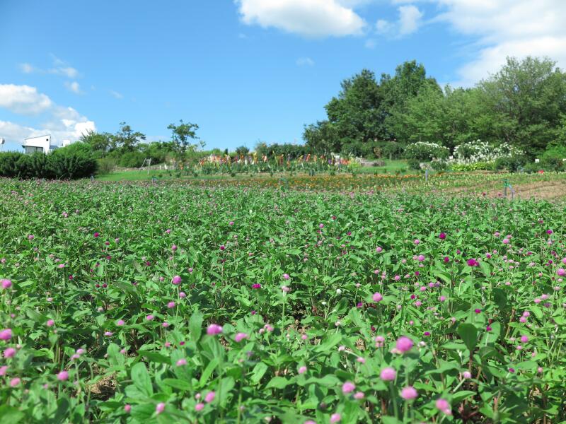 花畑 グリーンヒルズ津山の丘の花畑 - 津山瓦版