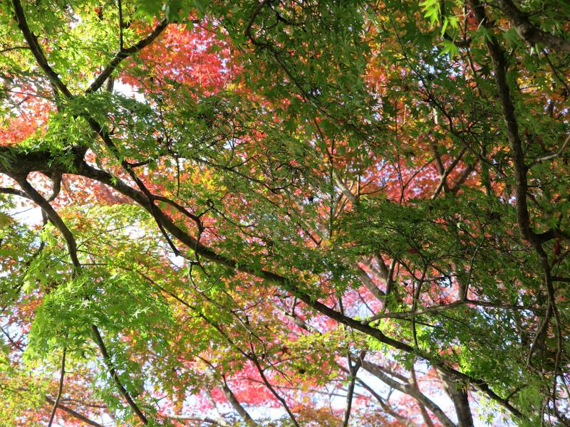 2024 津山城（鶴山公園）のもみじ - 津山瓦版