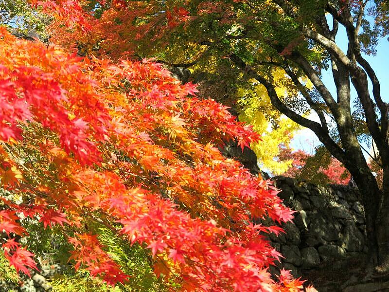 2024 津山城（鶴山公園）のもみじ - 津山瓦版