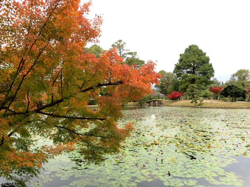 2024 衆楽園のもみじの紅葉 - 津山瓦版