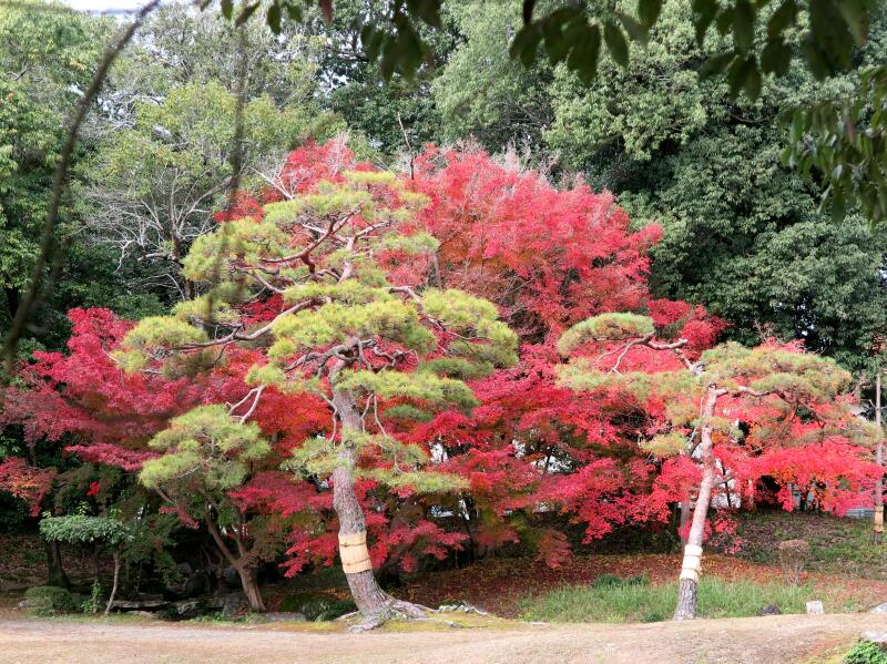 2024 衆楽園のもみじの紅葉 - 津山瓦版