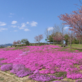 グリーンヒルズのお花達