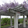 神楽尾公園の藤の花