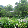 【長法寺】あじさい祭と薄田泣菫と田岡嶺雲ゆかりの鐘