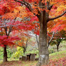 ウッドパーク声ヶ乢の紅葉