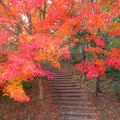 神楽尾公園の紅葉（2010年）