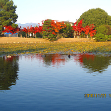 衆楽園の紅葉（2010年11月）