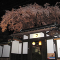 千光寺近くのお宅の枝垂桜