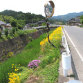 津山市宮部の川沿いのホタル生息地