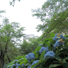 津山城（鶴山公園）の紫陽花