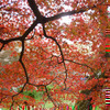津山城「鶴山公園」の紅葉が始まりました。
