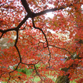 津山城「鶴山公園」の紅葉が始まりました。