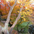 津山城（鶴山公園）の紅葉です。