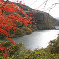 津川ダム周辺の紅葉がメチャ綺麗。