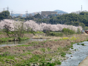 宮川沿いのさくらは満開です。