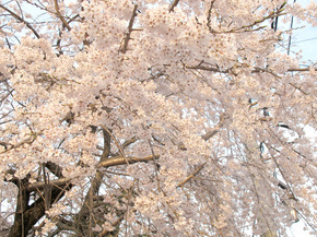 津山郷土博物館前のさくら 2012.4.12