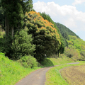 鏡野の七色樫の木に会ってきました。