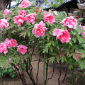2010年5月2日の愛染寺のぼたんの花