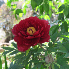 清眼寺のぼたんの花が美しい。