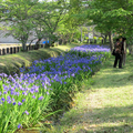 作楽神社のカキツバタの花が綺麗ですね！