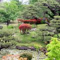 衆楽園のつつじの花とスイレンの花