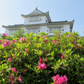 津山城（鶴山公園）のつつじと藤の花