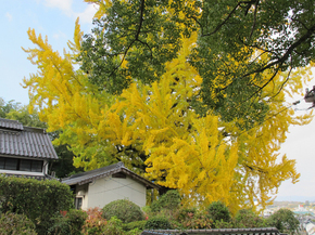 長法寺9.jpg